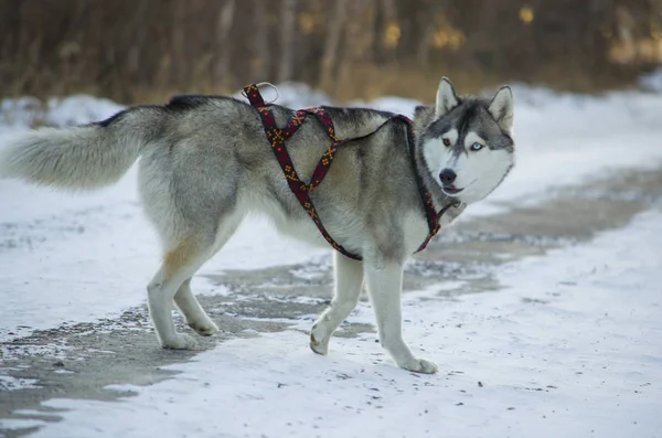 Cría de perros "Husky" caminando en un bosque de invierno . —  Fotos de Stock