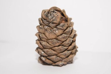 Çam Lump & Beyaz bir arka plan üzerinde fotoğrafı deli dolu.