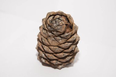 Çam Lump & Beyaz bir arka plan üzerinde fotoğrafı deli dolu.