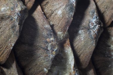 Çam topak tam bir akşam yemeği mac tarzında fotoğraflandı fındık