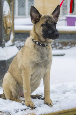 Köpek yavrusu Belçika çoban 