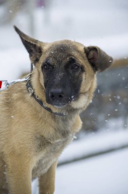 Köpek yavrusu Belçika çoban 
