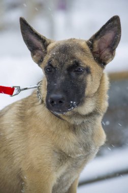 Köpek yavrusu Belçika çoban 