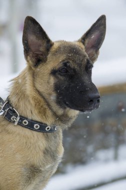 Köpek yavrusu Belçika çoban 