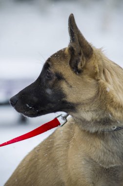 Köpek yavrusu Belçika çoban 