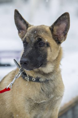 Köpek yavrusu Belçika çoban 