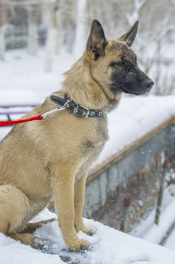 Köpek yavrusu Belçika çoban 