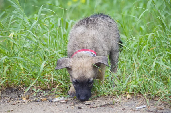 Belçika çoban "Malinois" minik bir köpek çimenlerde yürür. — Stok fotoğraf