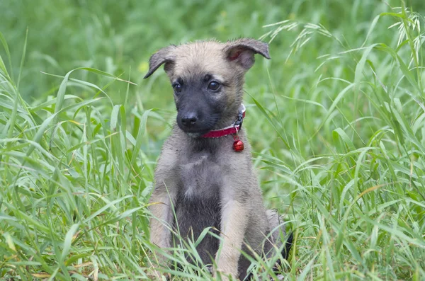 벨기에 양치기 "Malinois"의 작은 강아지는 잔디에서 산책. — 스톡 사진