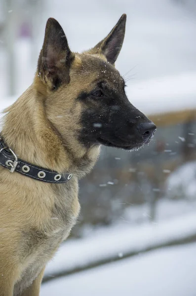 Köpek yavrusu Belçika çoban 