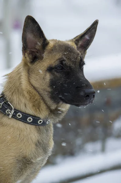 강아지 벨기에 양치기 "Malinois"는 sno 중 공원에서 산책 — 스톡 사진