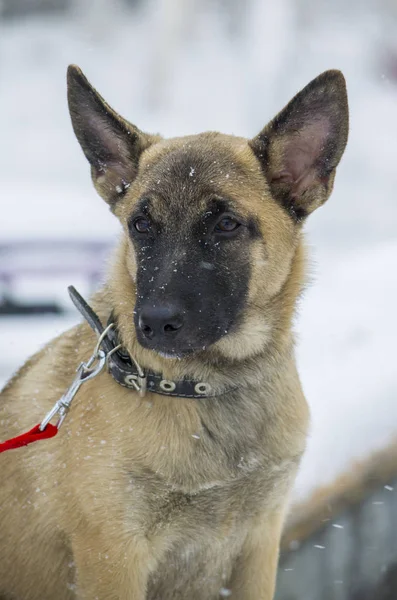 Köpek yavrusu Belçika çoban 