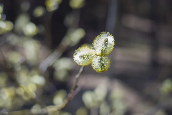 Willow blossomed on the branches of willow trees the buds swelle — Stock Photo, Image