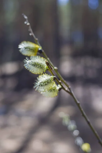 Willow blossomed on the branches of willow trees the buds swelle — Stock Photo, Image