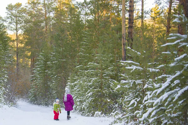 Los niños caminan en un bosque de hadas de invierno . — Foto de Stock