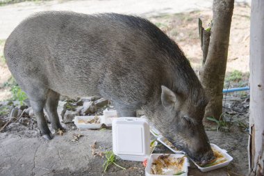 Genç yaban domuzu insan yemek yeme.