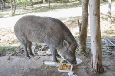 Genç yaban domuzu insan yemek yeme.
