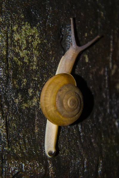 Grande caracol lento rastejando na árvore . — Fotografia de Stock