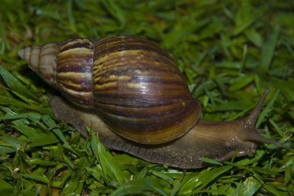 Duży ślimak powolny czołgał się na trawie. — Zdjęcie stockowe