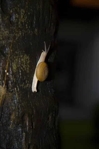 Nagy lassú csiga mászik a fára. — Stock Fotó