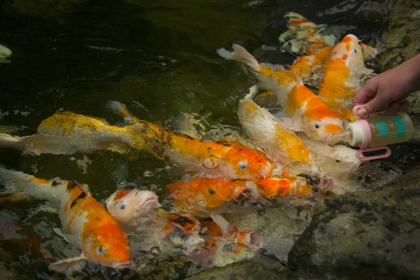 Adam şişe Japon koi beslemeleri. — Stok fotoğraf