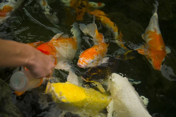 Adam şişe Japon koi beslemeleri. — Stok fotoğraf