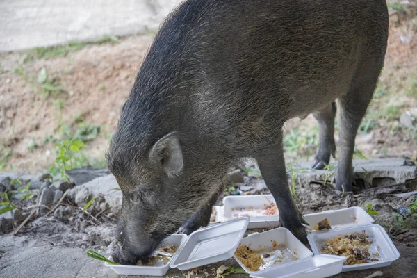 Young wild boar eating human food.