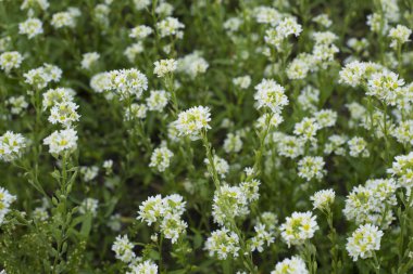Lezzetli bir bal yapar vahşi çayır kır çiçekleri.