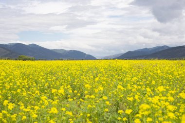 Büyük sarı alan ve dağlar mesafe.