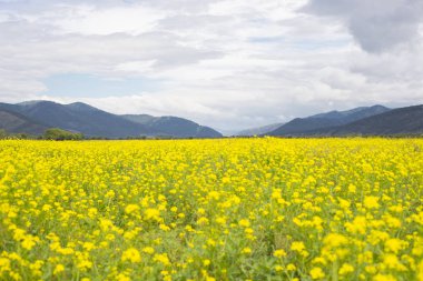 Büyük sarı alan ve dağlar mesafe.