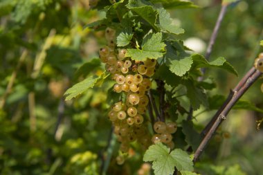 Yeşil frenk üzümü kümeleri bir dalda asmak