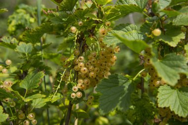 Yeşil frenk üzümü kümeleri bir dalda asmak