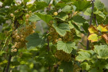 Yeşil frenk üzümü kümeleri bir dalda asmak
