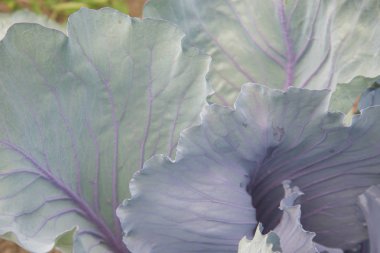 Bahçede yetişen kırmızı lahana.