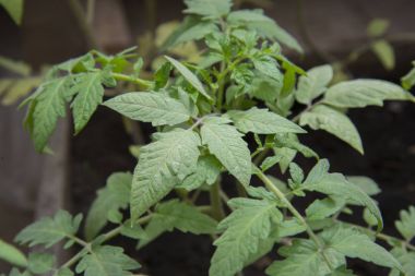 Yeşil domates Teplice dalında asılı.