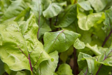 Pancar yaprakları. Pancar lezzetli ve sağlıklı kök sebze olan.