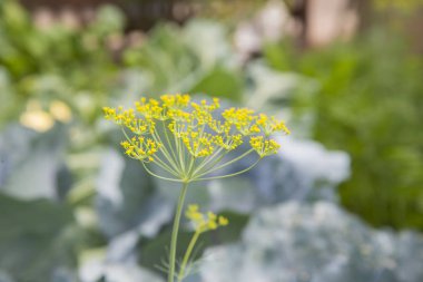 Benim bahçe çiftlik taze dereotu.