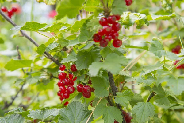 Красная смородина гроздья винограда висит на ветке — стоковое фото