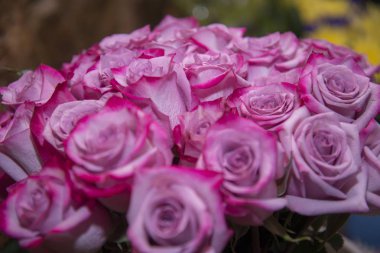 Büyük bir güzel taze kırmızı gül buketi.