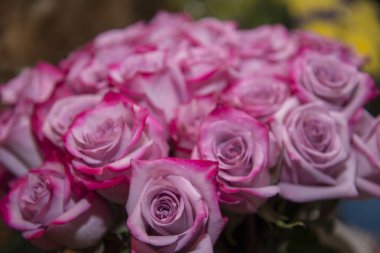 Büyük bir güzel taze kırmızı gül buketi.