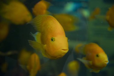 Bir sürü Japon balığı yeşil su.