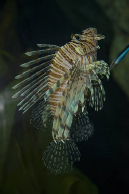 Binturongun doğal yaşam ortamı içinde yüzer bir aslan balık.