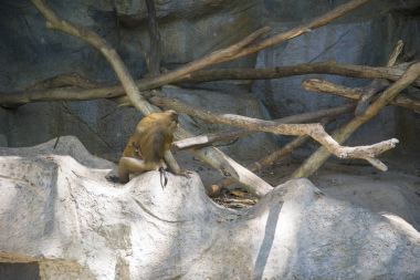 Hayvanat bahçesindeki maymunlar oral seks yapmak.