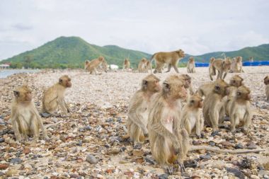 Monkey Island. Tayland. Maymun mesafe içine arıyorum.     