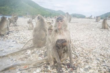 Monkey Island. Tayland. Maymun mesafe içine arıyorum.     