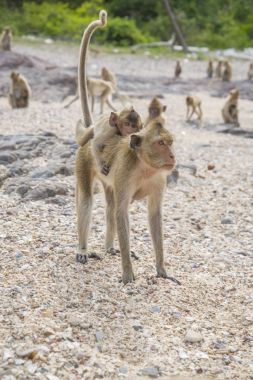 Monkey Island. Tayland. Maymun mesafe içine arıyorum.     