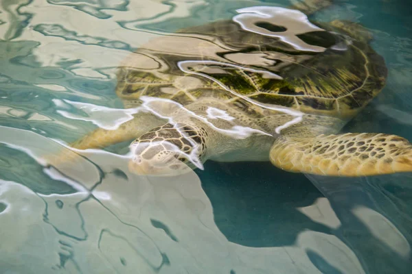 Un enorme tartaruga marina nuota oltre me . — Foto Stock