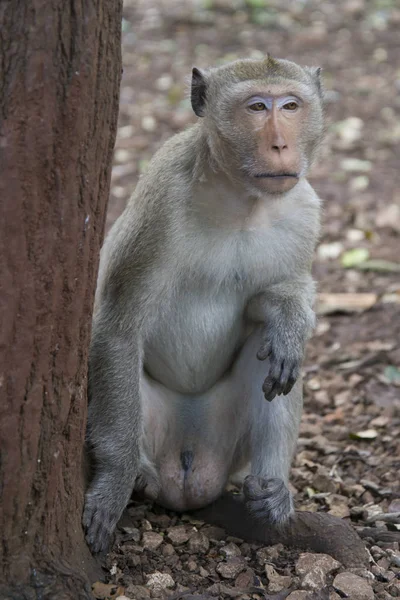Singes - macaque rhésus dans l'un des temples de Thaïlande . — Photo