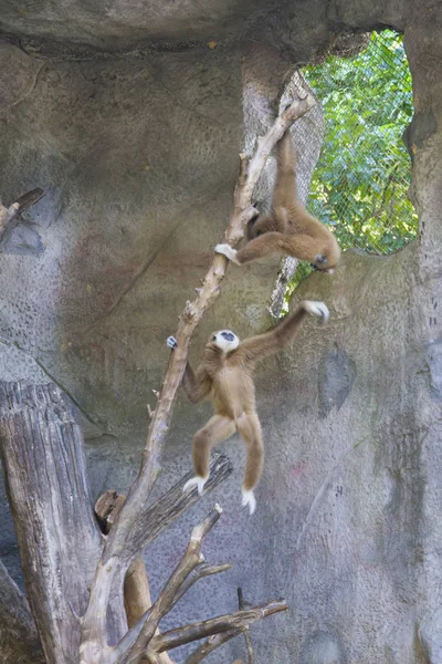 Singes jouant sur une branche au zoo . — Photo