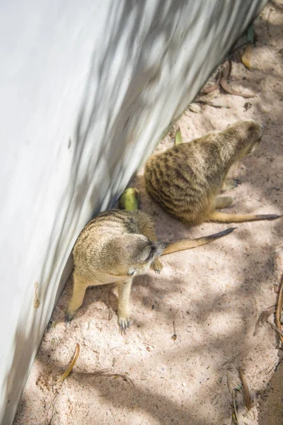 African meerkats at tropical zoo. — Stock Photo, Image